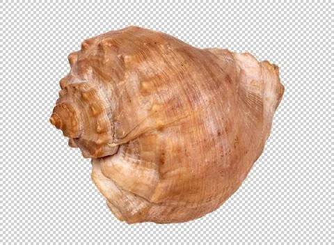 Dried empty shell of marine gastropod Rapana Venosa Stock Photos