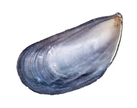 Dried empty shell of mussel cutout on white Stock Photos