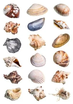Dried empty shell of whelk mollusk cutout on white Stock Photos