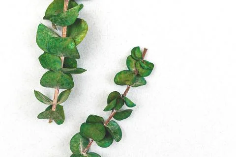 Dried eucalyptus branches on a white background, floral and flat lay composit Stock Photos