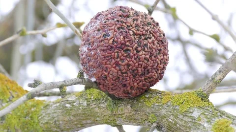 Dried exotic fruit on a tree Stock-Footage 78928951