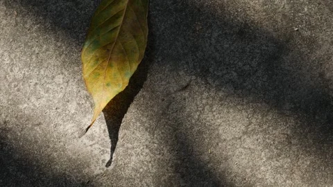 Dried Fall Autumn Foliage on Gray Ground Shadow Sunlight Stock Footage 325761027
