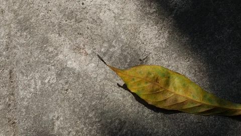 Dried Fall Autumn Foliage on Gray Ground Shadow Sunlight Stock Footage 325761044