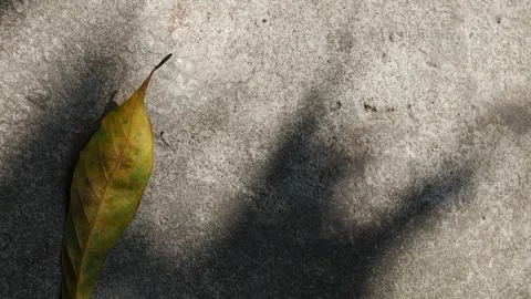 Dried Fall Autumn Foliage on Gray Ground Shadow Sunlight Stock Footage 329484277