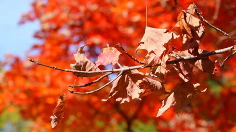 Dried Fall Leaves Stock Footage 35285595