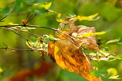 Dried fall maple leaf resting on green stems of bush Foto stock