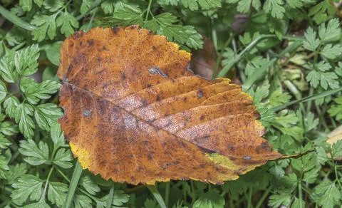 Dried fallen leaf on grass Stock Photos