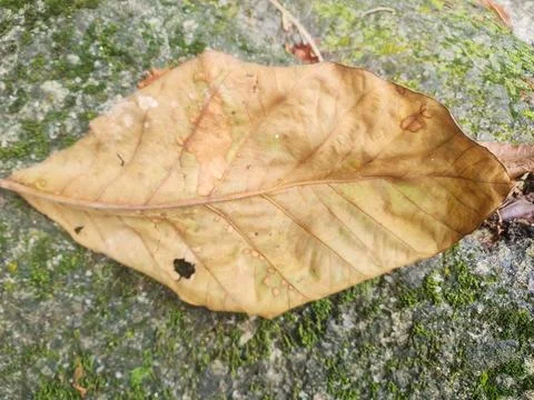 Dried Fallen Leaf Resting on Moss Covered Forest Rock Stock Photos