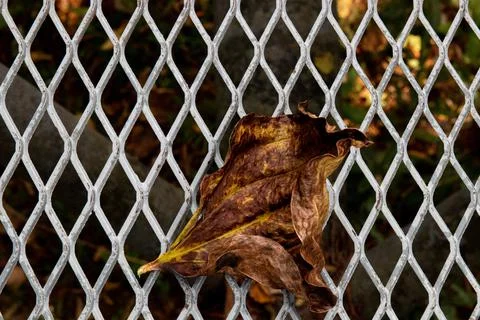 Dried Falling leaf on the Expanded Metal Stock Photos