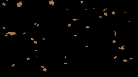 Dried falling leaves isolated with an alpha channel Stock Footage 255658784