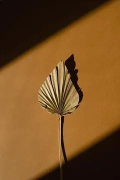 Dried fan leaf with sunlight shadows on orange background 스톡 사진
