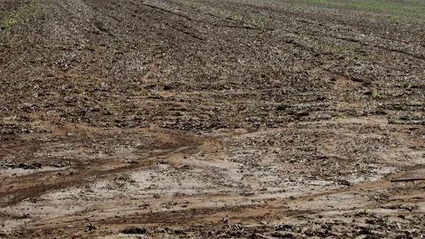 A dried up field video Stock Footage 248729113