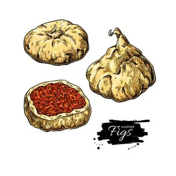 Dried fig vector drawing. Hand drawn dehydrated fruit illustration Stock Illustration