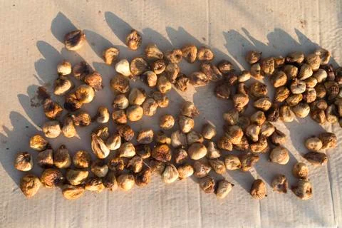 Dried figs on the sun Stock Photos