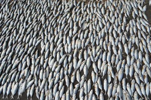 Dried fish at the beach Stock Photos