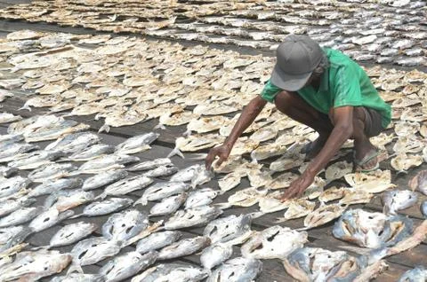Dried fish farming Photos
