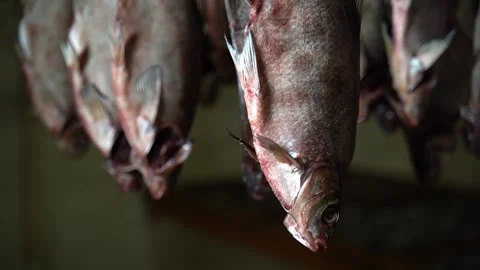 Dried Fish in Fish Processing Equipment. Salty Dry Sea Fish. Dried Fish on a Stock Footage 144869735