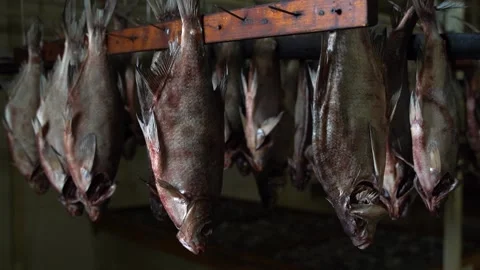 Dried Fish in Fish Processing Equipment. Salty Dry Sea Fish. Dried Fish on a Stock Footage 144869976