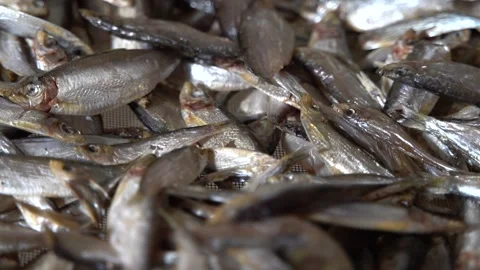 Dried Fish in Fish Processing Equipment. Salty Dry Sea Fish. Stock Footage 144870144