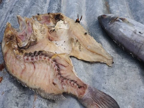 Dried fish  Stock Footage 120839251