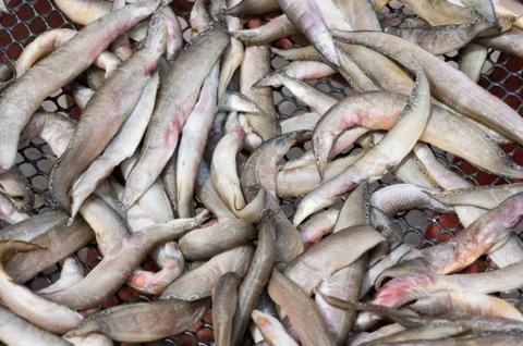 Dried fish on the grid Stock Photos