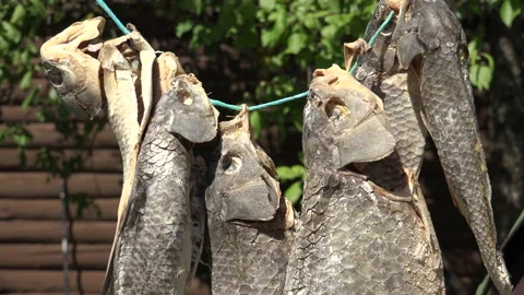 Dried Fish hanged in the sun Stock Footage 239597481