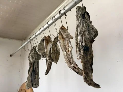 Dried fish hanging from hooks in a white room. Stock Photos