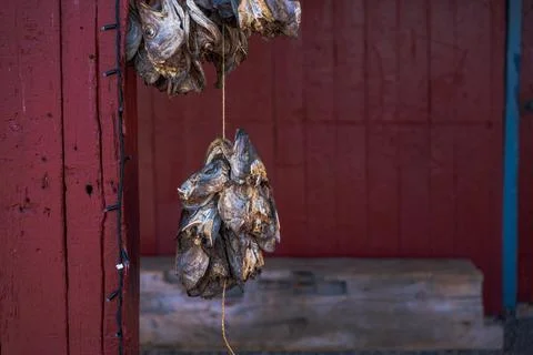Dried Fish Hanging on Red Wall in Lofoten Norway Fotos Stock
