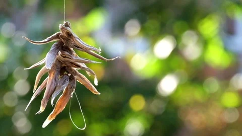 Dried fish hanging on a rope on a blurred background of greenery and sunlight Stock Footage 95646357