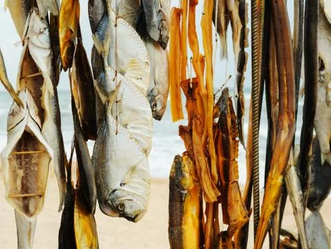 Dried fish  hanging on a thread. Stock Photos