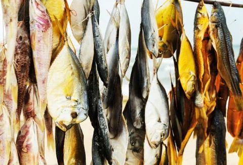 Dried fish  hanging on a thread. Stock Photos
