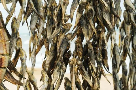 Dried fish  hanging on a thread. Stock Photos