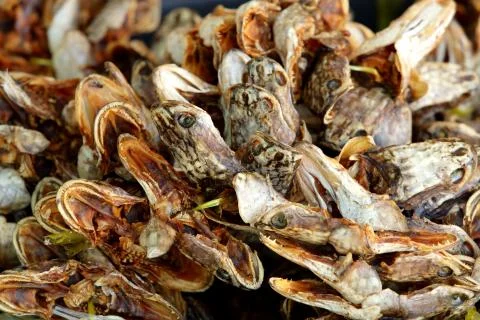 Dried fish head Stock Photos