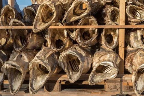 Dried fish heads from cod stacked on a pallet Stock Photos