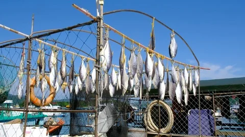 Dried fish is hung out to dry in the sun from a fishing boat in Sai Kung Hong Ko Stock Footage 79436646