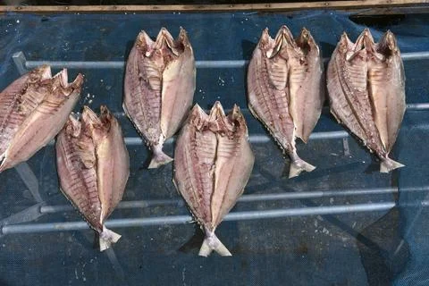Dried fish hung in rows, sun-dried squids, Asian street food concept Stock Photos