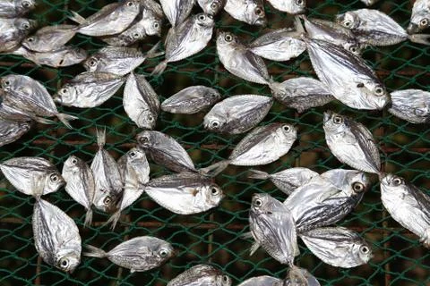 Dried fish on the net, background Stock Photos
