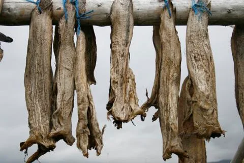 Dried fish Stock Photos
