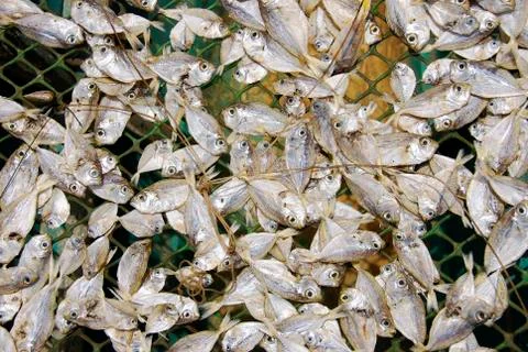 Dried fish Stock Photos