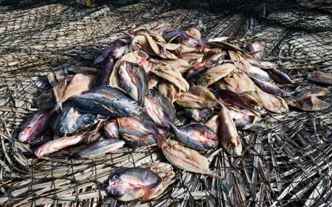 Dried fish Stock Photos