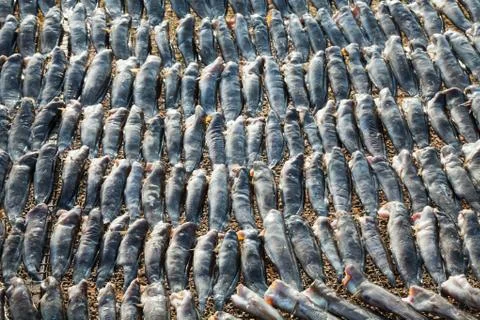Dried fish Stock Photos