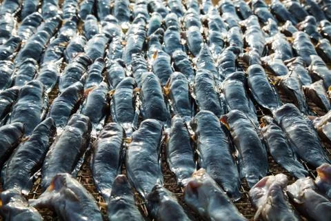 Dried fish Stock Photos