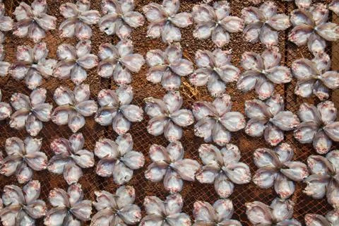 Dried fish Stock Photos