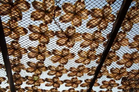 Dried fish Foto stock