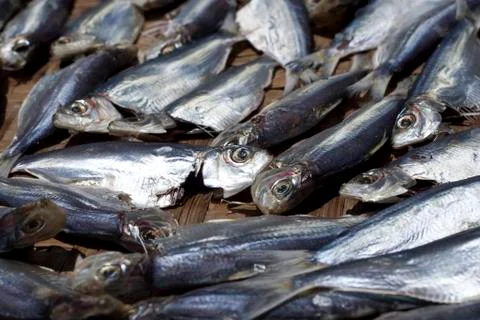 Dried fish Stock Photos