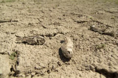 Dried Fish Stockfoto's