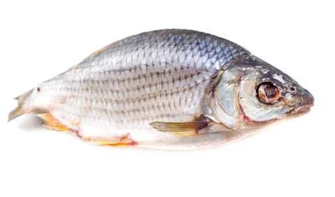 The Dried Fish. Stock Photos