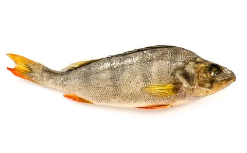 Dried Fish. 스톡 사진