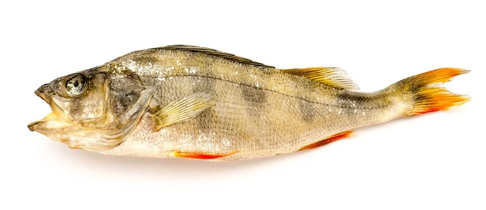 Dried Fish. 스톡 사진