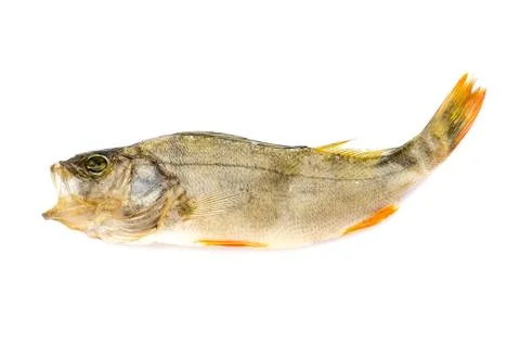 Dried Fish. 스톡 사진